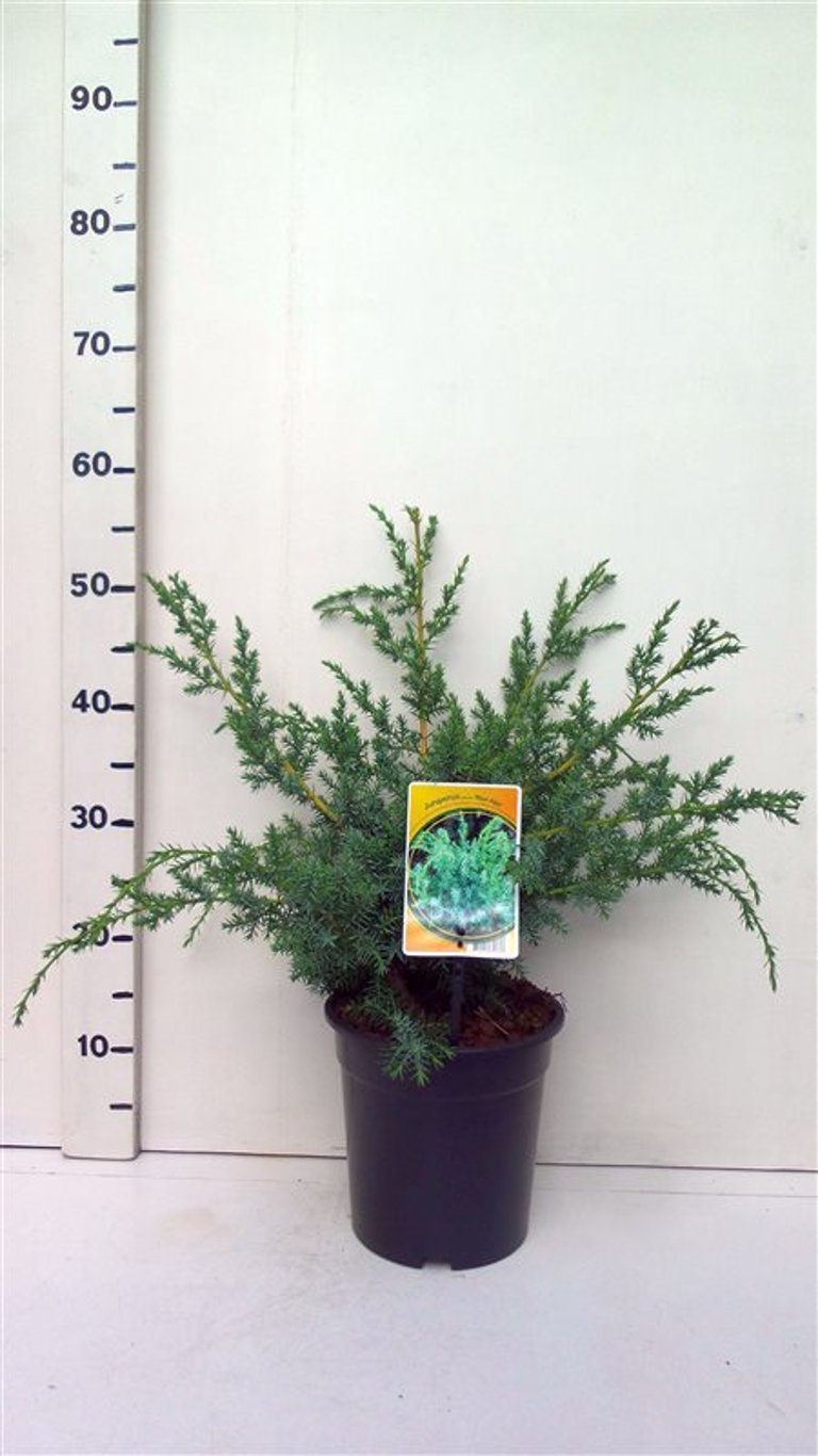 Juniperus chin. 'Blue Alps' - C3 30-40 CM